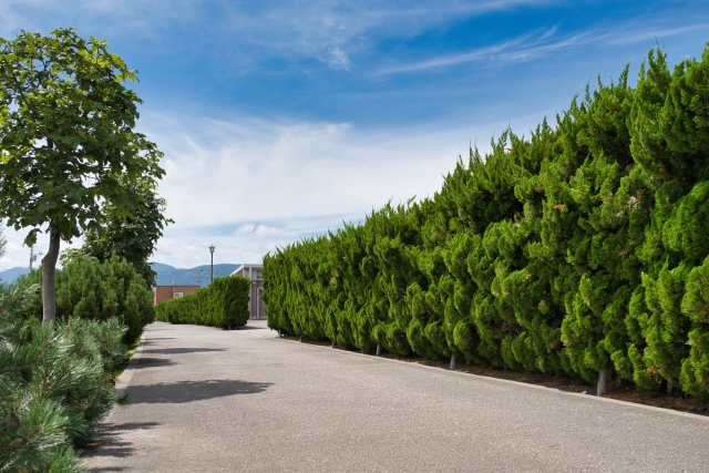 樹木・生け垣の剪定
