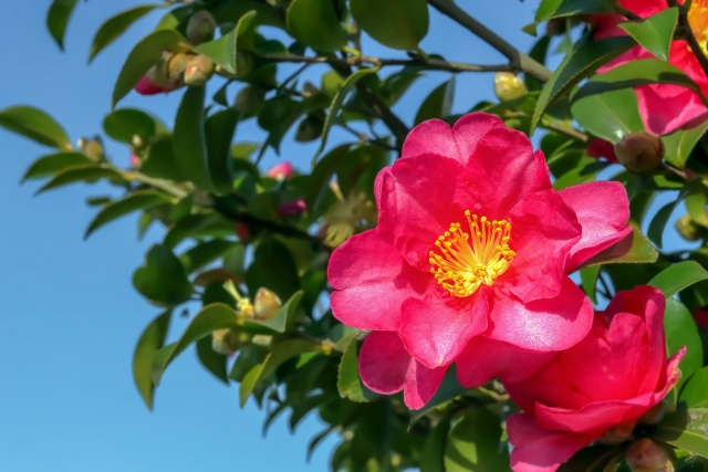 木花の植樹、販売